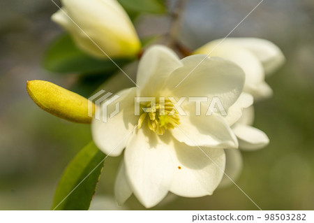 White flowers of Unnan Ogatama, close-up 98503282