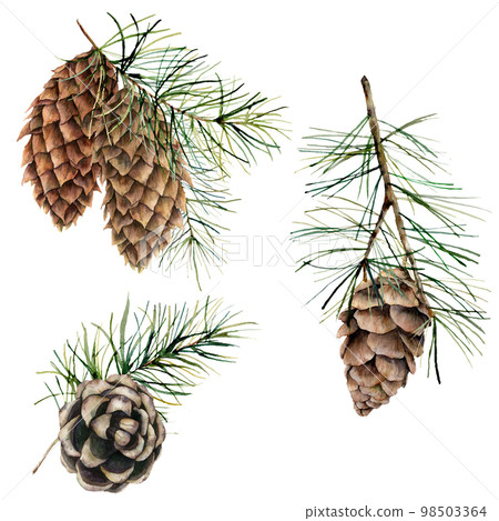 Watercolor botanical set with pine cones, needles and branches. Hand painted winter holiday plants isolated on white background. Floral illustration for design, print, fabric or background. 98503364