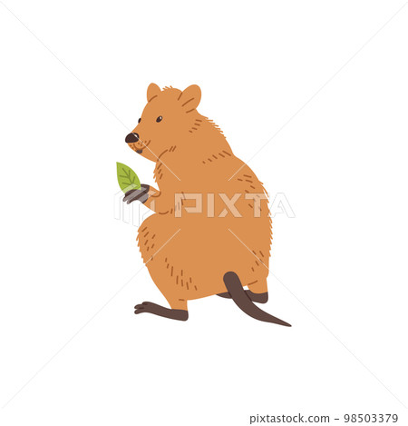 Cute quokka animal holding eucalyptus leaf flat style, vector illustration 98503379