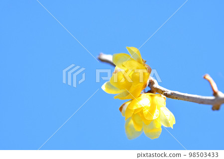 Rowbai（蠟梅） 98503433