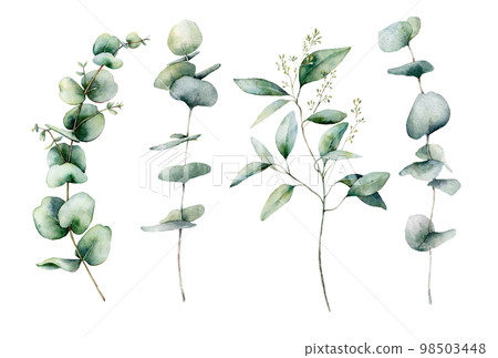 Watercolor eucalyptus branches set. Hand painted eucalyptus thick branch and leaves isolated on white background. Floral illustration for design, print, fabric or background. Botanical set. 98503448
