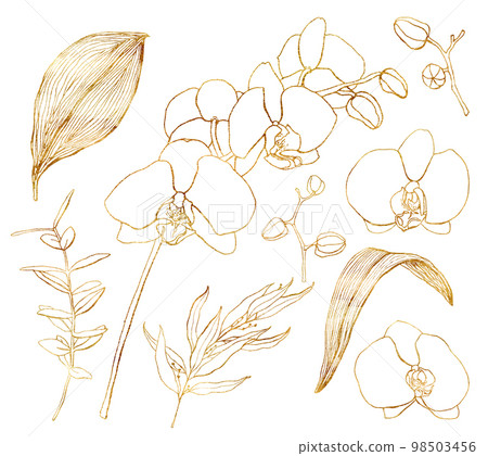 Set of watercolor golden orchids. Hand painted tropical line art flowers, eucalyptus branches and leaves isolated on white background. Minimalistic floral illustration for design, print or background. Set of watercolor golden orchids. Hand painted tropical line art flowers, eucalyptus branches and leaves isolated on white background. Minimalistic floral illustration for design, print or background. 98503456