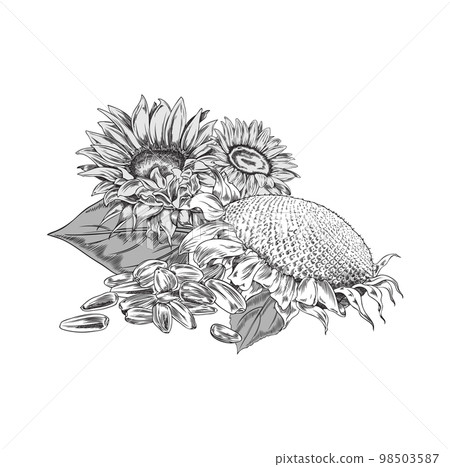 Flowers and nuts or seeds of sunflower, hand drawn vector illustration isolated. 98503587