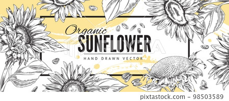 Organic sunflower plant banner in hand drawn sketch style, vector illustration. 98503589