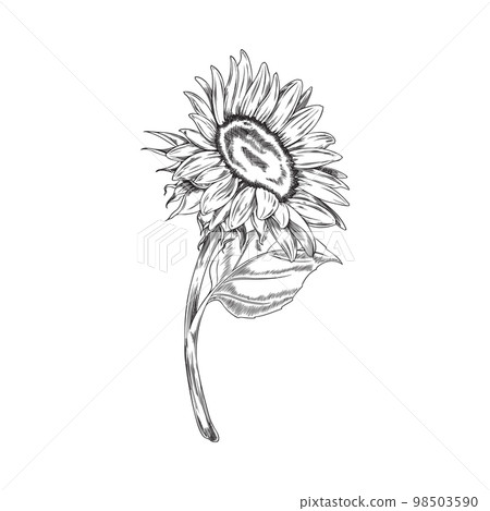 Blooming open sunflower on stem engraving style vector illustration isolated. 98503590