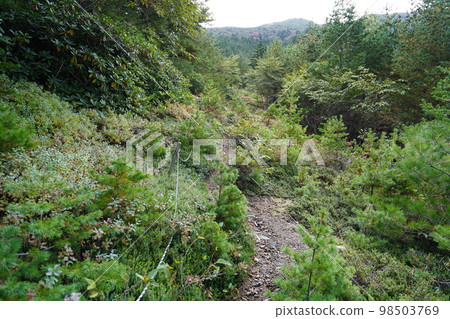 Autumn leaves of black bean trees growing on the hiking trail from Asama Kogen Rhododendron Garden October 12, 2022 98503769