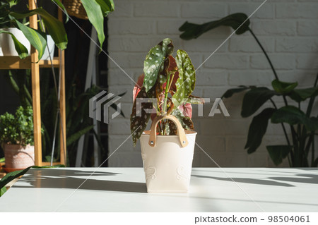 Home potted plant begonia maculata polka dot leaves decorative deciduous in interior on table of house. Hobbies in growing, greenhome Home potted plant begonia maculata polka dot leaves decorative deciduous in interior on table of house. Hobbies in growing, greenhome 98504061