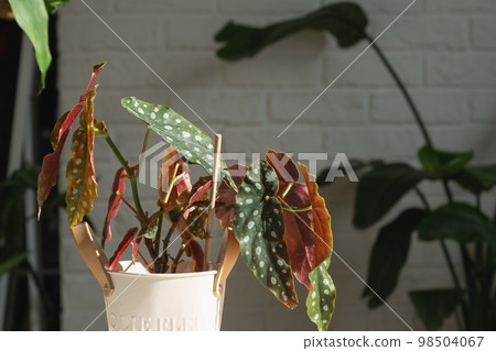Home potted plant begonia maculata polka dot leaves decorative deciduous in interior on table of house. Hobbies in growing, greenhome 98504067