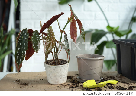 Transplanting a home plant Begonia maculata into a pot with a face. A woman plants a stalk with roots in a new soil. Caring for a potted plant, hands close-up 98504117