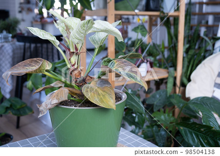 Problems in cultivation of domestic plants Philodendron Birkin - leaves affected by spider mite, yellow and dry tips, overflow of plant, rotting of roots. Plant treatment and pest and fungus control 98504138