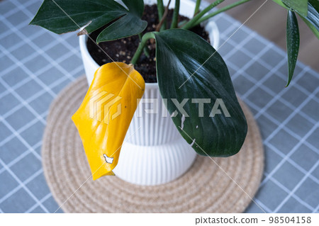 Problems in cultivation of domestic plants Problems in cultivation of domestic plants Philodendron Dragon Tail - leaves affected by spider mite, yellow and dry tips, overflow of plant, rotting of Problems in cultivation of domestic plants Problems in cultivation of domestic plants Philodendron Dragon Tail - leaves affected by spider mite, yellow and dry tips, overflow of plant, rotting of 98504158