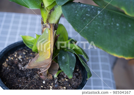 Problems in cultivation of domestic plants Problems in cultivation of domestic plants Musa banana- leaves leaves with yellow dry tips, wilted, affected by spider mite, overflow, rotting of roots 98504167
