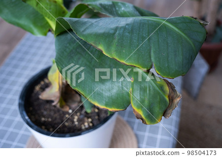 Problems in cultivation of domestic plants Problems in cultivation of domestic plants Musa banana- leaves leaves with yellow dry tips, wilted, affected by spider mite, overflow, rotting of roots 98504173