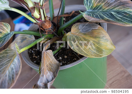 Problems in cultivation of domestic plants... - Stock Photo [98504195] -  PIXTA