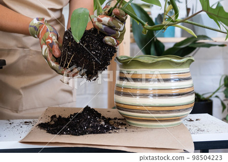 Transplanting a home plant Philodendron into a new pot. A woman plants a stalk with roots in a new soil. Caring and reproduction for a potted plant, hands close-up Transplanting a home plant Philodendron into a new pot. A woman plants a stalk with roots in a new soil. Caring and reproduction for a potted plant, hands close-up 98504223