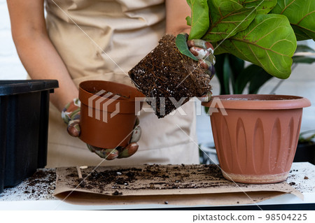 Transplanting a home plant Ficus lyrata into a new pot. A woman plants in a new soil. Caring and reproduction for a potted plant, hands close-up Transplanting a home plant Ficus lyrata into a new pot. A woman plants in a new soil. Caring and reproduction for a potted plant, hands close-up 98504225