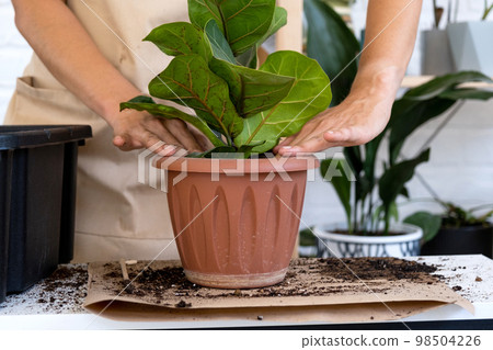 Transplanting a home plant Ficus lyrata into a new pot. A woman plants in a new soil. Caring and reproduction for a potted plant, hands close-up 98504226
