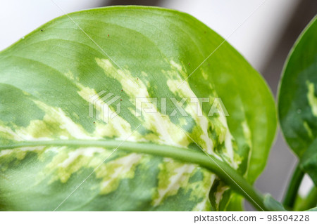 Leaves home plant affected by a spider mite, small insects, Problems in the cultivation of domestic plants. Plant treatment and pest and fungus control 98504228