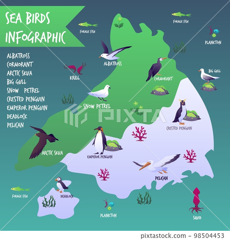 Seabirds map infographic, flat vector illustration isolated on white background. Seabirds map infographic, flat vector illustration isolated on white background. 98504453