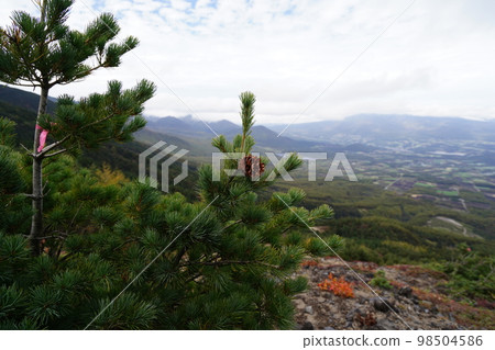 The mountain trail from the autumn rhododendron garden to Mt. Nokogiri in Asama, low vegetation in autumn colors, towards Torii Pass, October 12, 2022 98504586