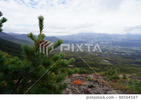 The mountain trail from the autumn rhododendron garden to Mt. Nokogiri in Asama, low vegetation in autumn colors, towards Torii Pass, October 12, 2022 98504587