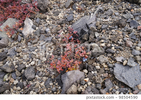 Hiking trail from autumn rhododendron garden to Mt. Nokogiri in Asama Black bean tree in autumn colors October 12, 2022 98504590