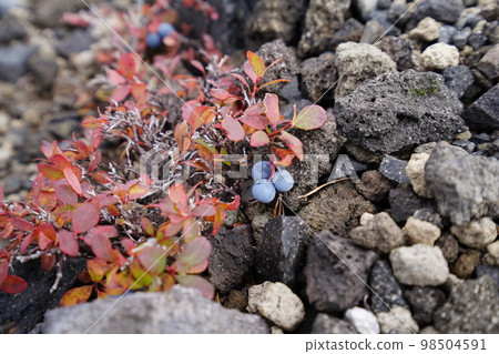 從秋天的杜鵑花園到淺間能山的登山步道 秋天的黑豆樹 2022 年 10 月 12 日 98504591