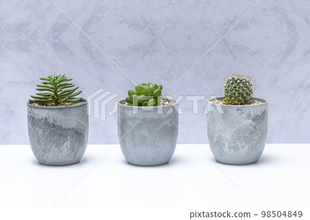 Potted succulent plants 98504849