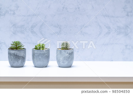 Potted succulent plants Potted succulent plants 98504850
