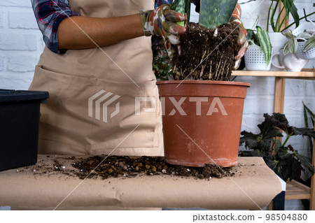 An earthen lump of a potted plant with healthy roots. Transplanting and caring for a home plant, rhizome, root rot An earthen lump of a potted plant with healthy roots. Transplanting and caring for a home plant, rhizome, root rot 98504880