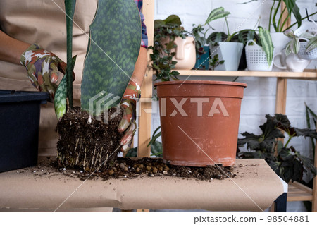 An earthen lump of a potted plant with healthy roots. Transplanting and caring for a home plant, rhizome, root rot An earthen lump of a potted plant with healthy roots. Transplanting and caring for a home plant, rhizome, root rot 98504881