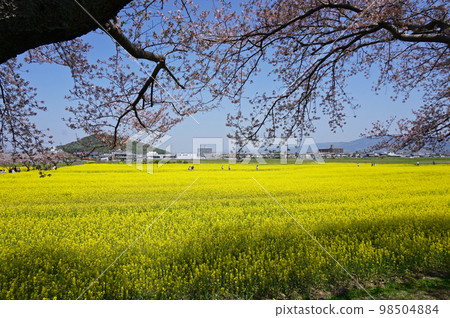 Fujiwara Palace Ruins Canola Flower Garden with Cherry Blossoms, Kashihara City, Nara Prefecture, Japan Fujiwara Palace Ruins Canola Flower Garden with Cherry Blossoms, Kashihara City, Nara Prefecture, Japan 98504884