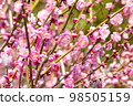 梅花 98505159