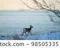 Hokkaido Shiretoko National Park Deer 98505335