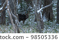 Hokkaido Shiretoko National Park Deer 98505336