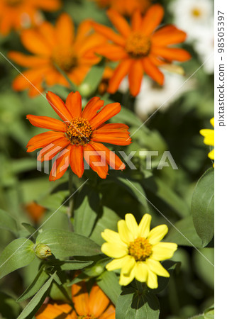 Flowers are blooming in the park. The name of the flower is Zinnia Profusion. Flowers are blooming in the park. The name of the flower is Zinnia Profusion. 98505397