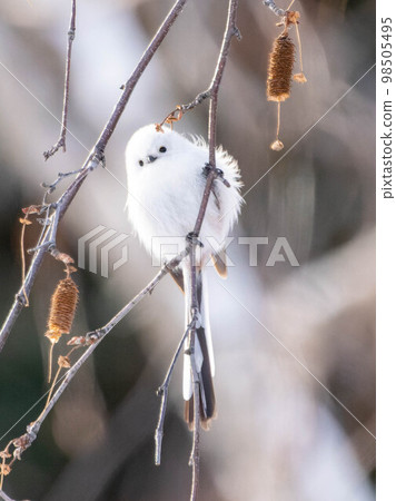 北海道長尾長尾鳥野鳥可愛北海道三最可愛 98505495