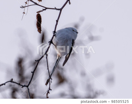 Hokkaido long-tailed long-tailed bird wild bird cute Hokkaido's three most cute 98505525