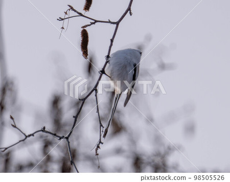 Hokkaido long-tailed long-tailed bird wild bird cute Hokkaido's three most cute 98505526