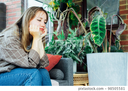 Young upset, sad woman examining dried dead foliage of her home plant Calathea. Houseplants diseases. Diseases Disorders Identification and Treatment, Houseplants sun burn. Damaged Leaves. 98505581