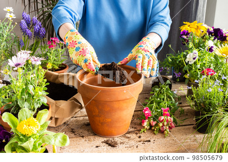 Woman transplanting a flower Antirrhinum 98505679