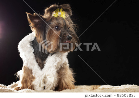 Yorkshire terrier in beautiful clothes. Glamor fashionable dog in a fur coat, decorated with a bow. Designer clothes for dogs. 98505853