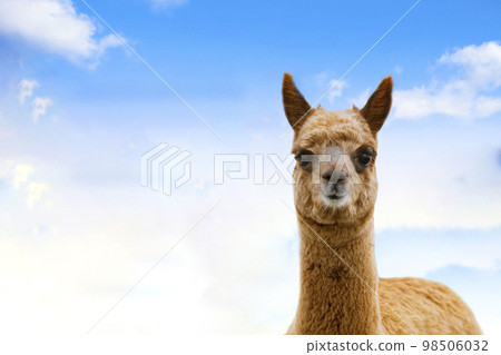 Portrait of alpacas on the background of blue sky. South American camelid. Funny concept copy space 98506032