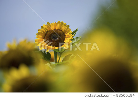 向日葵花田裡盛開著向日葵花。向日葵品種的名稱是文森特橙。兩次 98506194