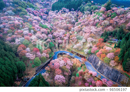 用無人機航拍奈良縣吉野千本櫻山 98506197