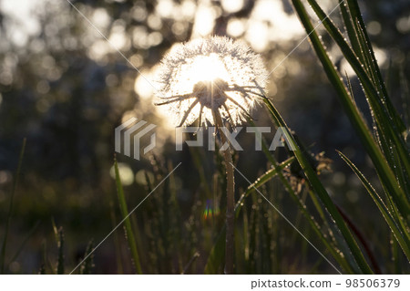 Abstract photo of fluffy dandelion growing in field on a background of cloudy sky. Summer or spring natural background. Abstract photo of fluffy dandelion growing in field on a background of cloudy sky. Summer or spring natural background. 98506379