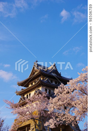 櫻花季節的兵庫縣洲本市洲本城 98506789