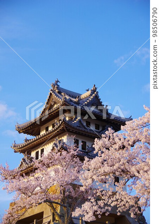 櫻花季節的兵庫縣洲本市洲本城 櫻花季節的兵庫縣洲本市洲本城 98506790