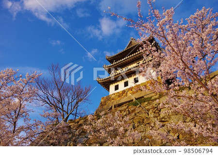Sumoto City, Hyogo Prefecture Sumoto Castle during cherry blossom season 98506794
