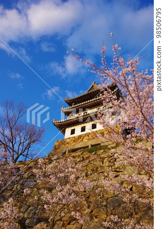Sumoto City, Hyogo Prefecture Sumoto Castle during cherry blossom season Sumoto City, Hyogo Prefecture Sumoto Castle during cherry blossom season 98506795